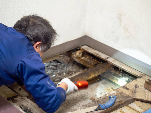 Best Localized Mold Remediation (e.g., coastal areas, humid climates) in , AK