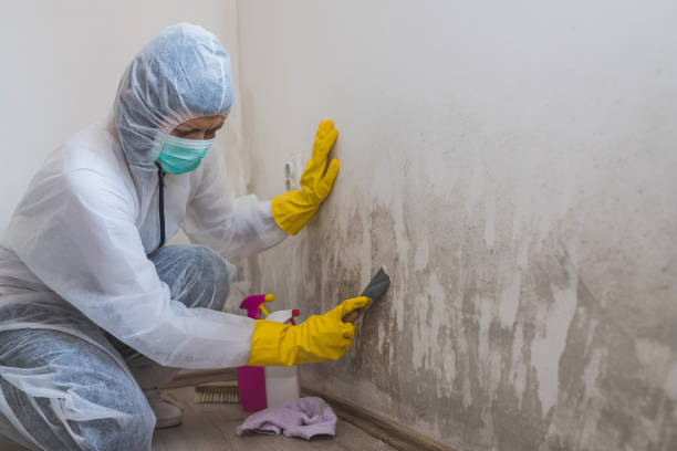 Best Basement Mold Remediation in , AK