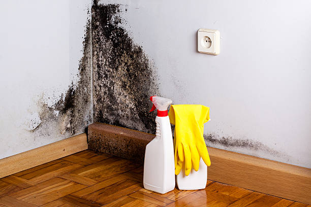 Best DIY Mold Remediation Support Services in , AK