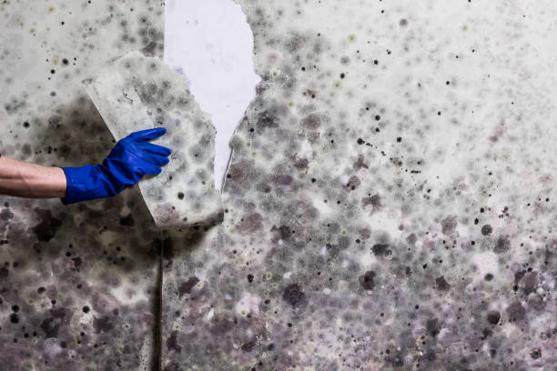 Best Commercial Mold Remediation in , AK